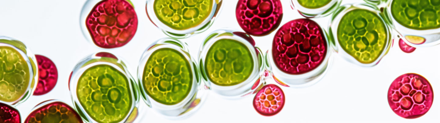 Bloedregenalg microscopisch groen en rood 